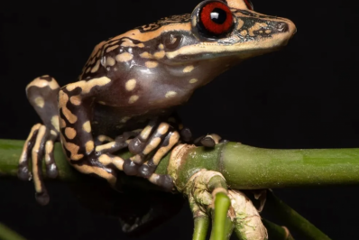 Mudança climática é grande ameaça para anfíbios, diz estudo