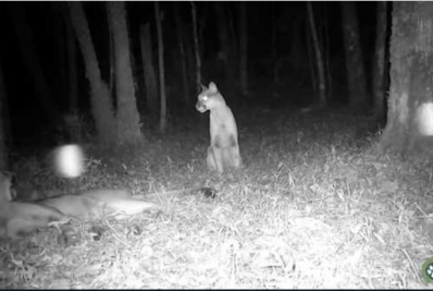 Casal de onças-pardas é flagrado em trilha nos Três Picos