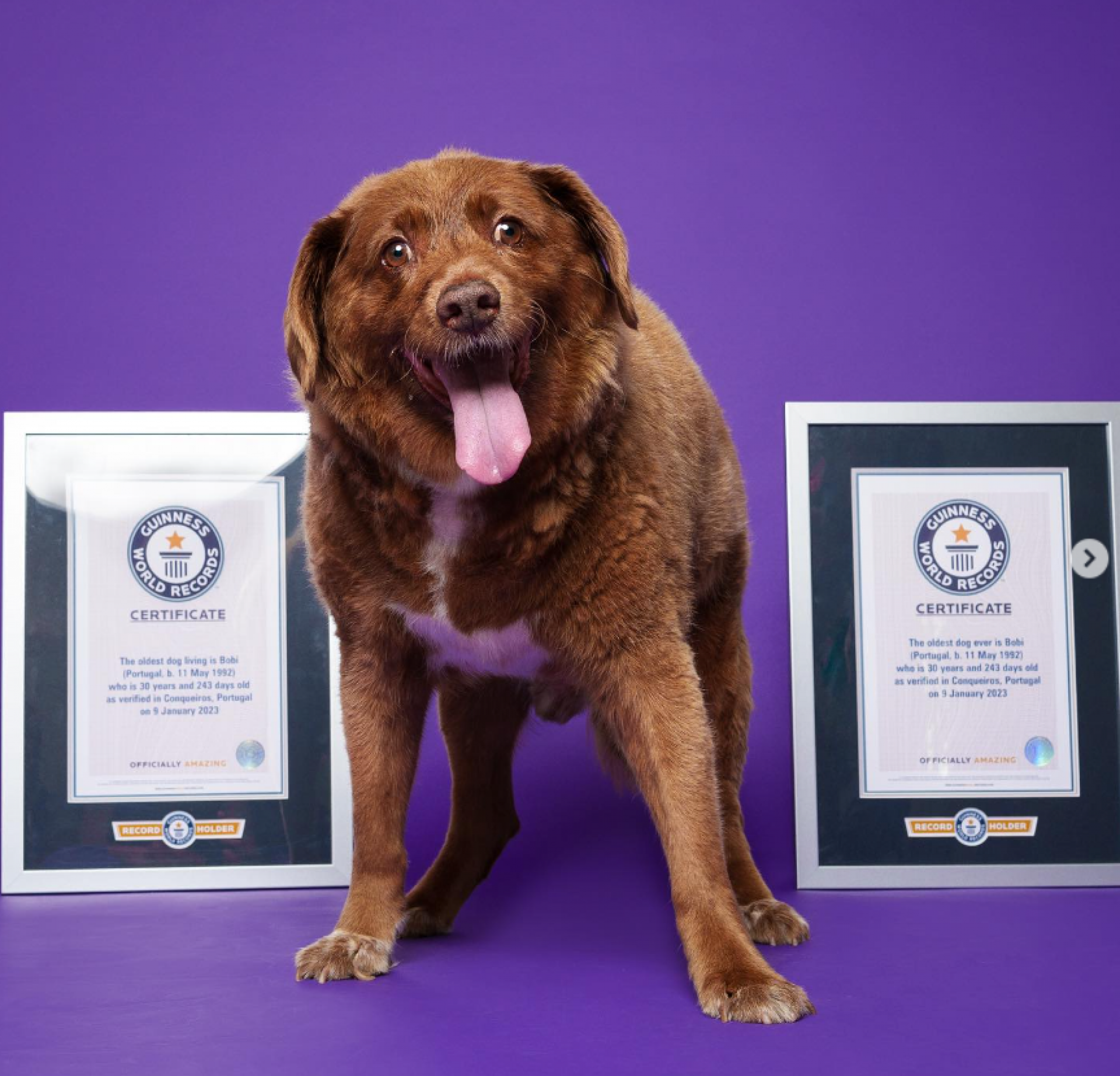 Bobi tinha 31 anos e vivia em Portugal - Foto:Reprodução/Internet