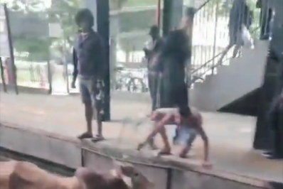 Vídeo: bois aparecem em trilhos e são resgatados na estação Magalhães Bastos