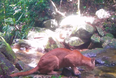 Onça-parda é flagrada bebendo água em Cachoeiras de Macacu