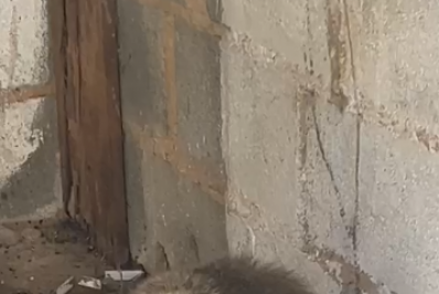 Macaquinho é resgatado e levado para Centro de Primatologia, em Guapimirim