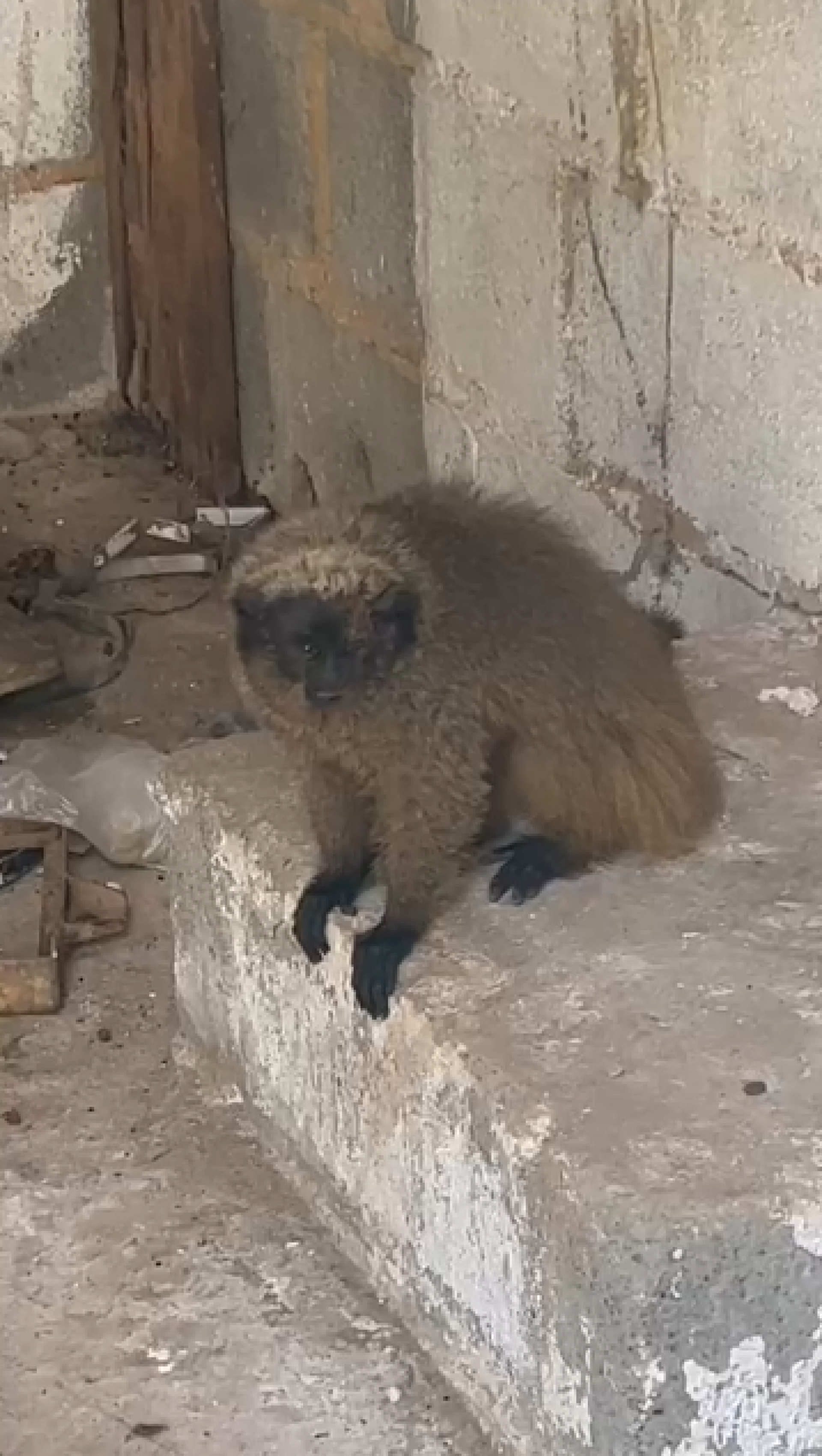 Macaco-sauá é resgatado em Miracema depois de ser atacado por cães