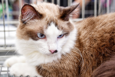 Campanha de adoção de cães e gatos acontece no próximo domingo 