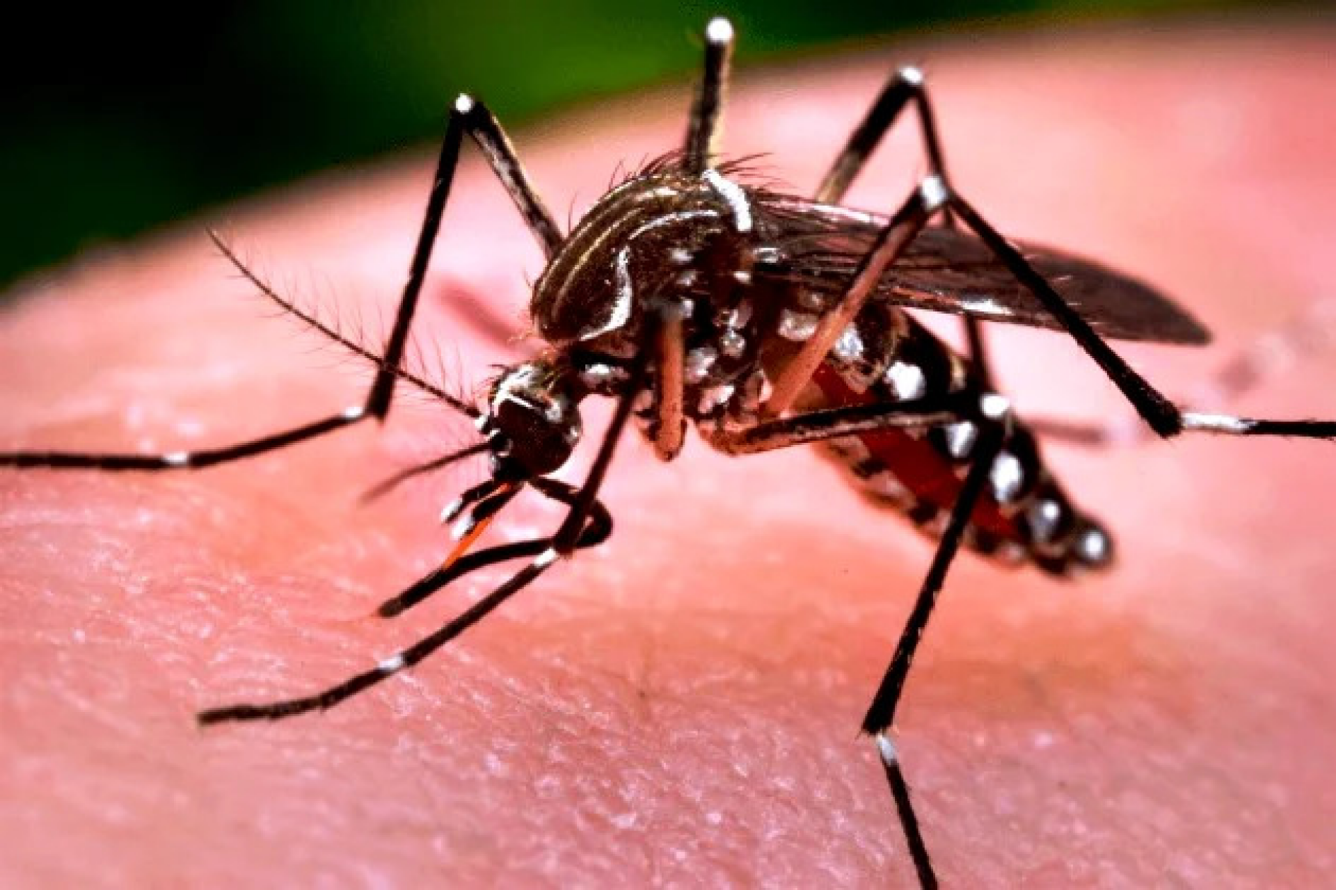 Embaixada dos EUA alerta viajantes sobre dengue no Brasil