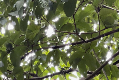 Magé e ICMbio orientam sobre macaco visto na cidade