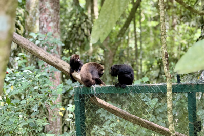 Parque Nacional da Tijuca recebe oito macacos-bugios em projeto de refauna