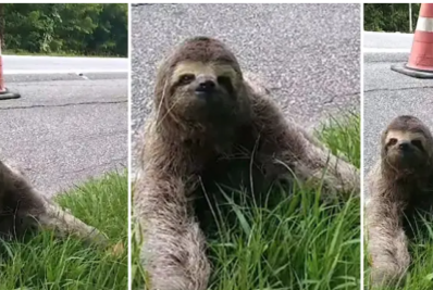 Bicho-preguiça é resgatado na RJ-116 na altura de Cachoeiras de Macacu