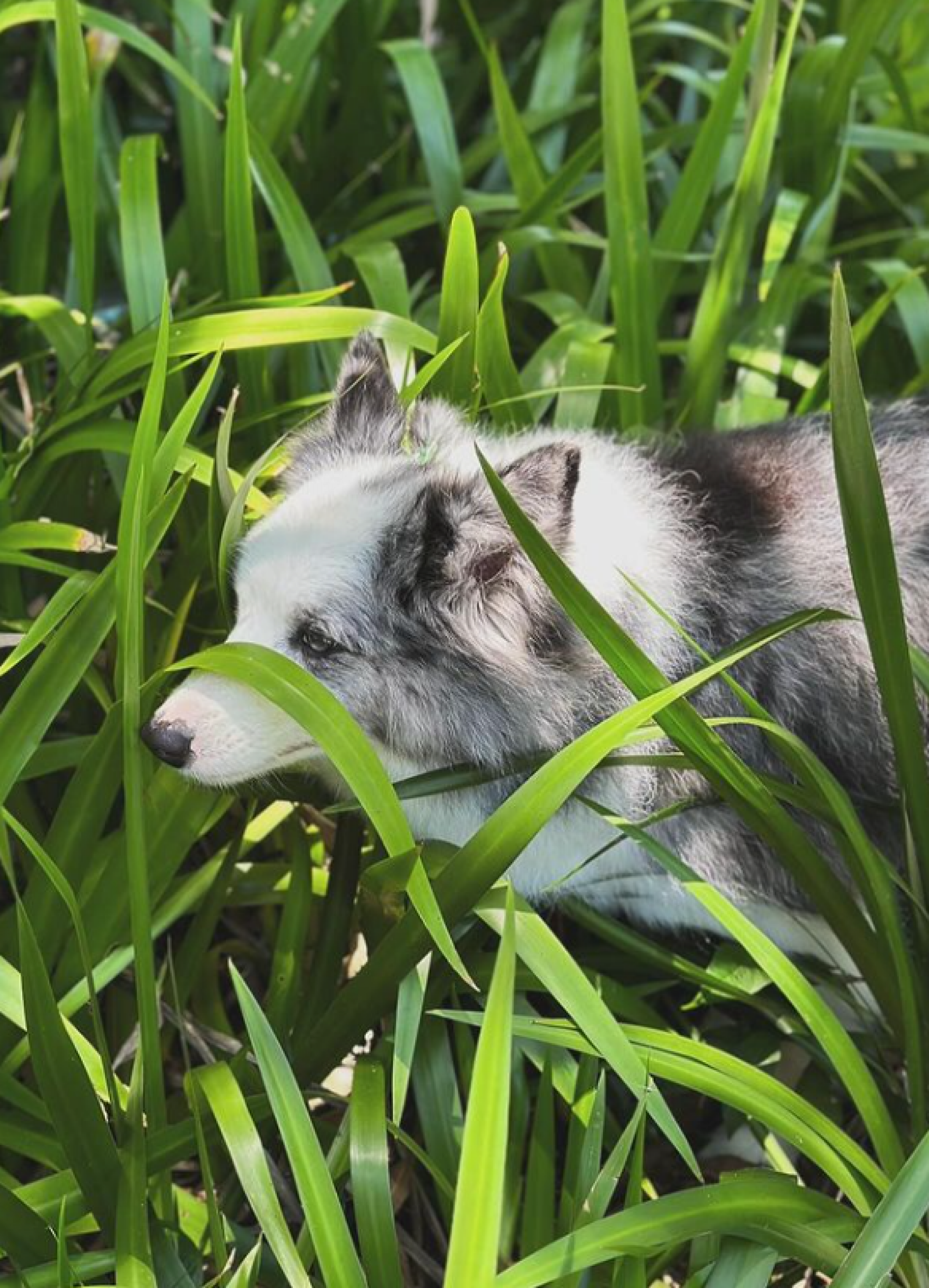 Berenice, cadelinha de estimação de Angélica - Reprodução / Instagram