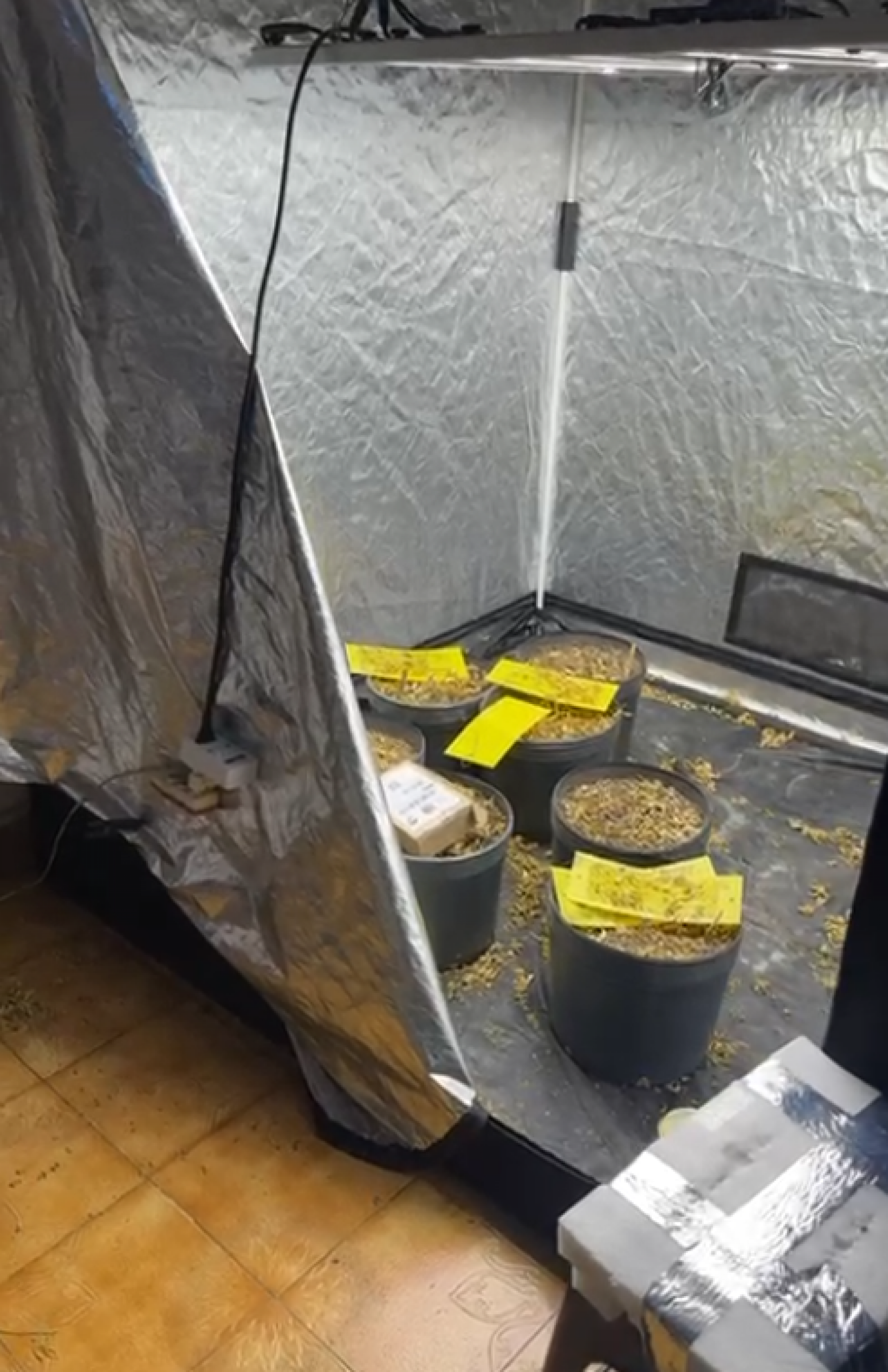 O laboratório contava com uma grande estufa com plantas, maquinário e pacotes de cannabis sativa