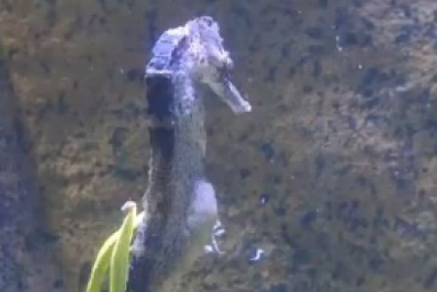 Vídeo: aquário de SC grava momento em que cavalo-marinho dá à luz mais de 300 filhotes