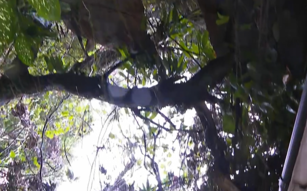 O risco de queda de árvores também pode acontecer com as chuvas fortes