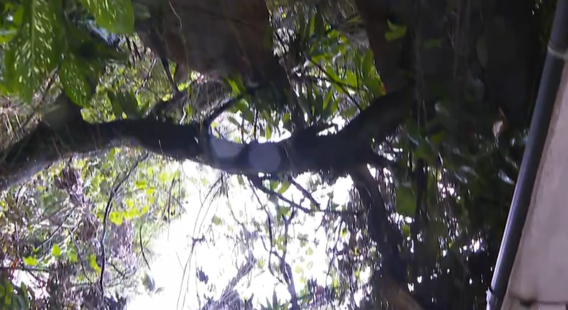 O risco de queda de &aacute;rvores tamb&eacute;m pode acontecer com as chuvas fortes - Reprodu&ccedil;&atilde;o / Redes Sociais