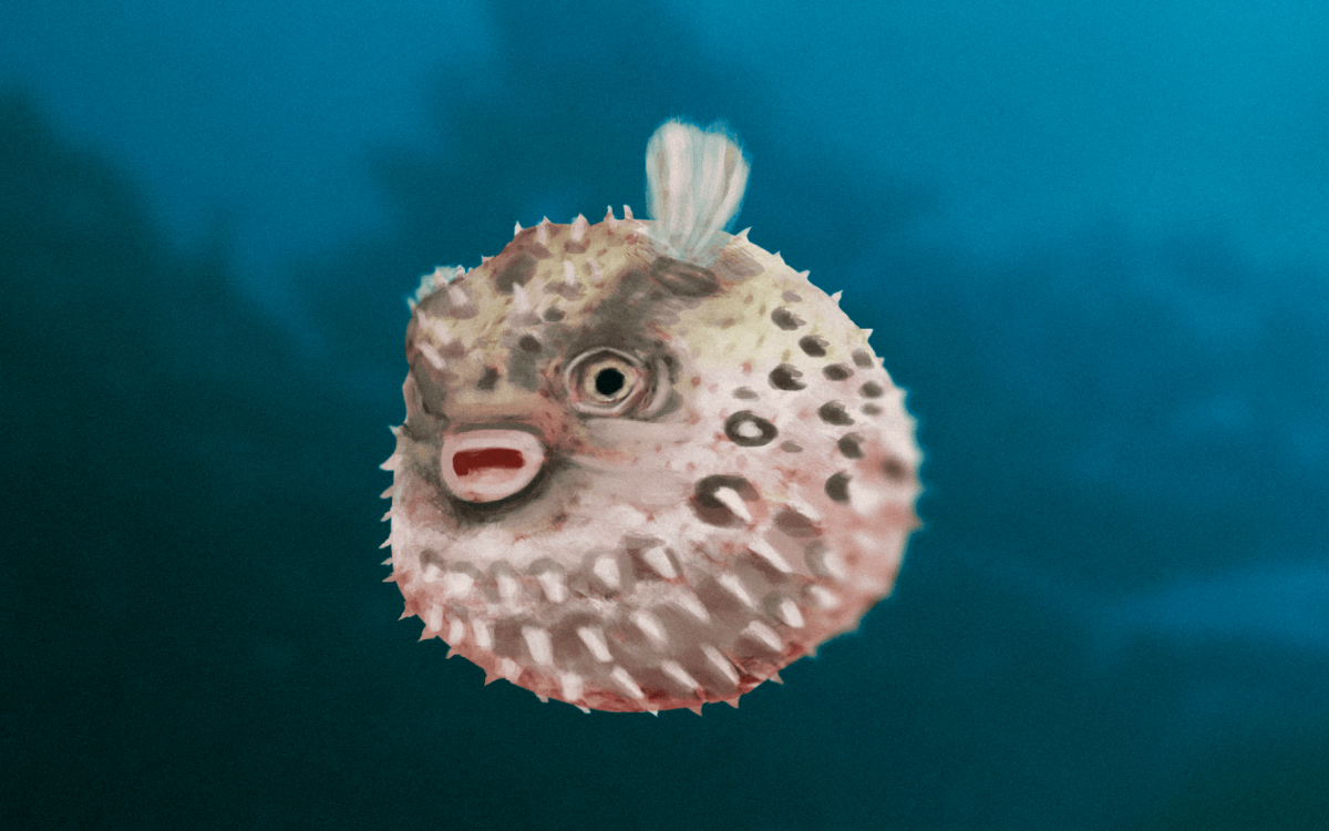 Baiacu é um dos peixes mais controversos da culinária mundial