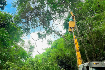 Prefeitura conclui segunda etapa de inspeção e podas de árvores