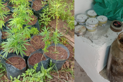 Homem é preso com plantação de maconha para produção medicinal em Cabo Frio