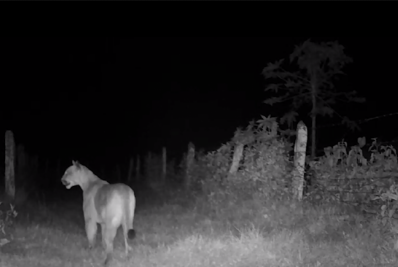 Onça-parda é flagrada em Maricá