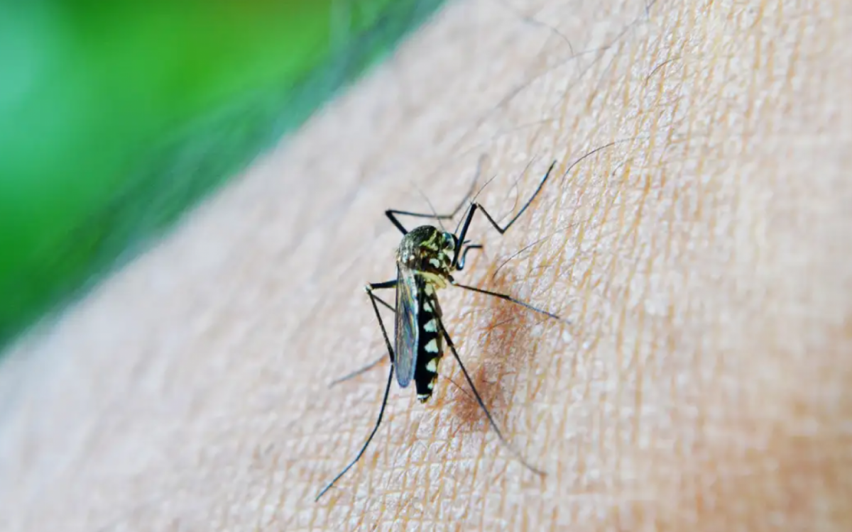 1_mosquito_da_dengue_agencia_brasil-32188535.png