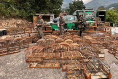 Polícia ambiental apreende cerca de 200 pássaros em cativeiro em Nova Friburgo