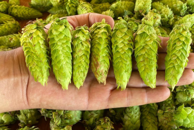 Nova Friburgo terá Festa da Flor do Lúpulo em Amparo