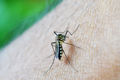 Macuco está em 4º lugar em incidência de dengue no estado