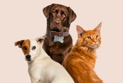 Castramóvel chega a Itaboraí com castrações gratuitas de cães e gatos nesta terça-feira