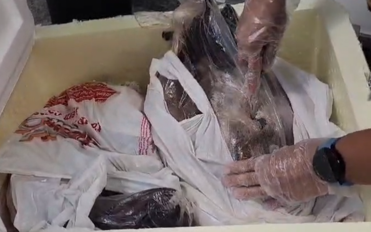 Agentes localizaram a droga dentro de peixes, que estavam em uma caixa de isopor