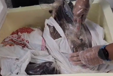 Homem é preso transportando maconha dentro de peixes no Aeroporto do Galeão