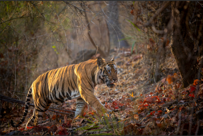 Dia Mundial da Terra