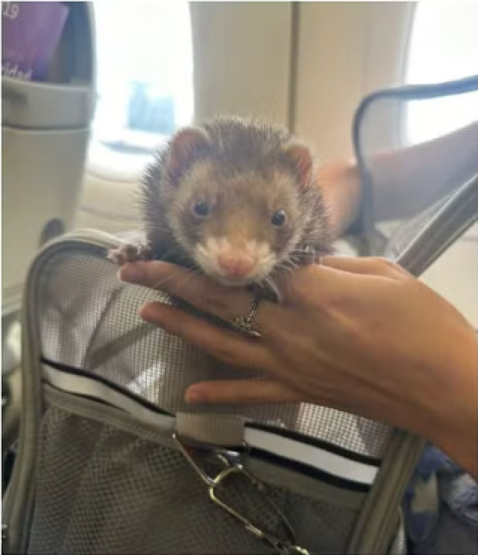 Furão Kira durante voo entre Goiânia e São Paulo - Arquivo Pessoal