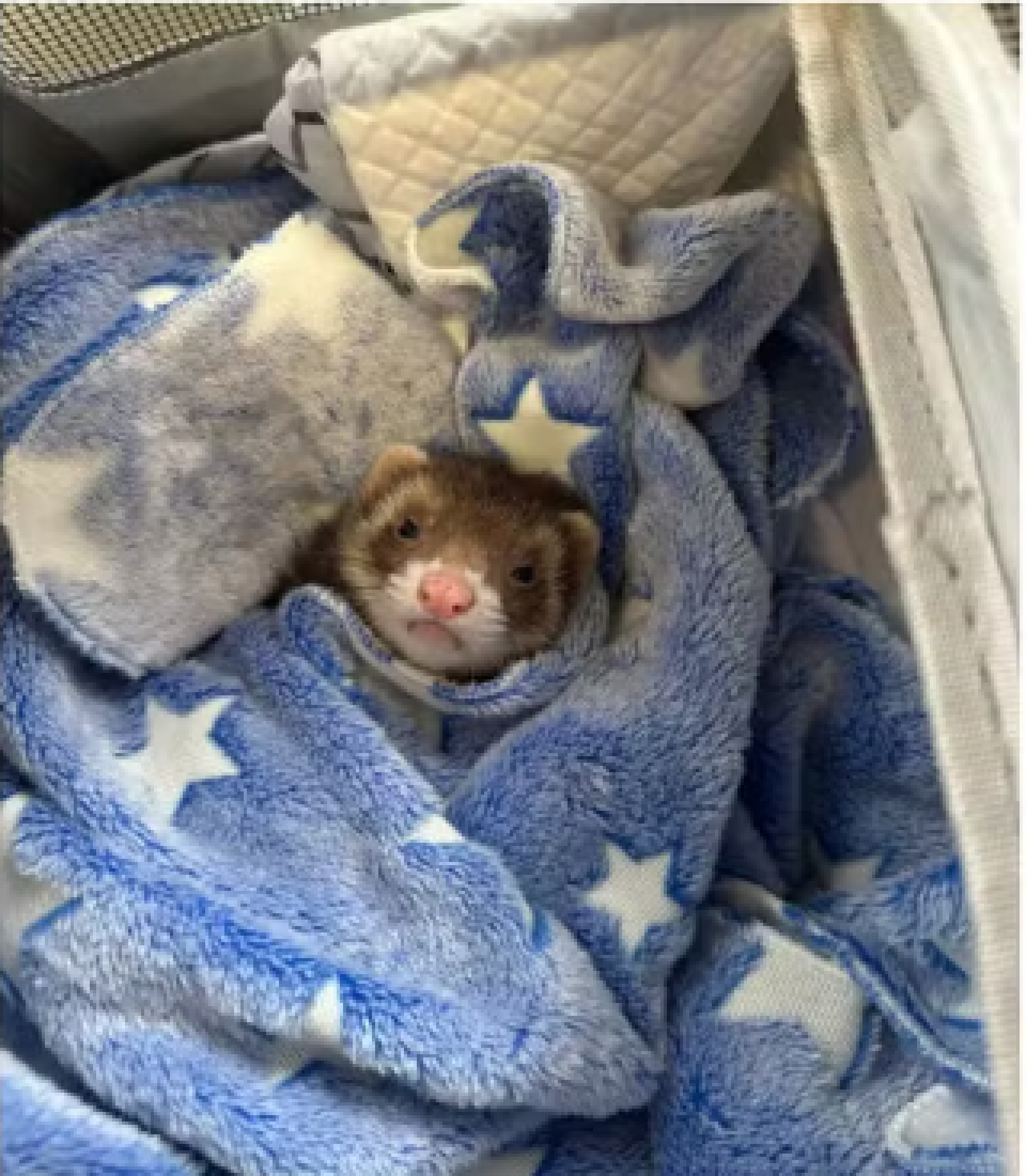 Furão Kira durante voo entre Goiânia e São Paulo - Arquivo Pessoal