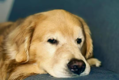 Senado recebe projetos de 'Lei Joca' para regulamentar transporte de animais de estimação