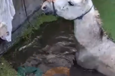 Cavalo é resgatado de cisterna no Morro da Caixa d’Água, na trilha da Álcalis, em Arraial do Cabo