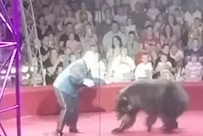 Vídeo: Ursa 'patinadora' ataca treinador durante exibição em circo
