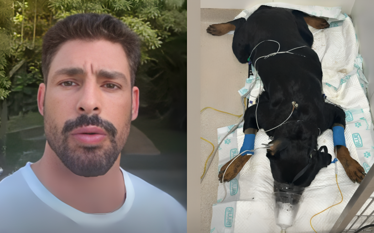 Cauã Reymond conta que seus cães foram envenenados: 'À beira da morte'