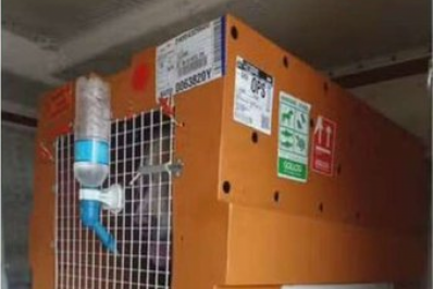 Caso Joca: Novas imagens mostram caixa de transporte solta durante voo