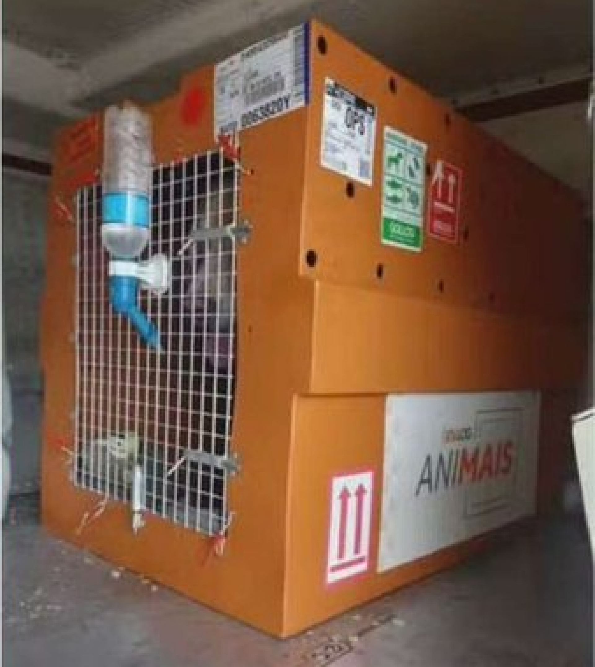 Nova imagem mostra como Joca foi transportado sem requisitos de proteção - Reprodução / Jornal Nacional