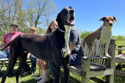 Cão mais alto do mundo morre apenas seis dias após receber o título do 'Guinness'
