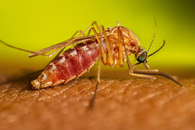 Atual surto de febre oropouche coincide com surgimento de nova linhagem do vírus
