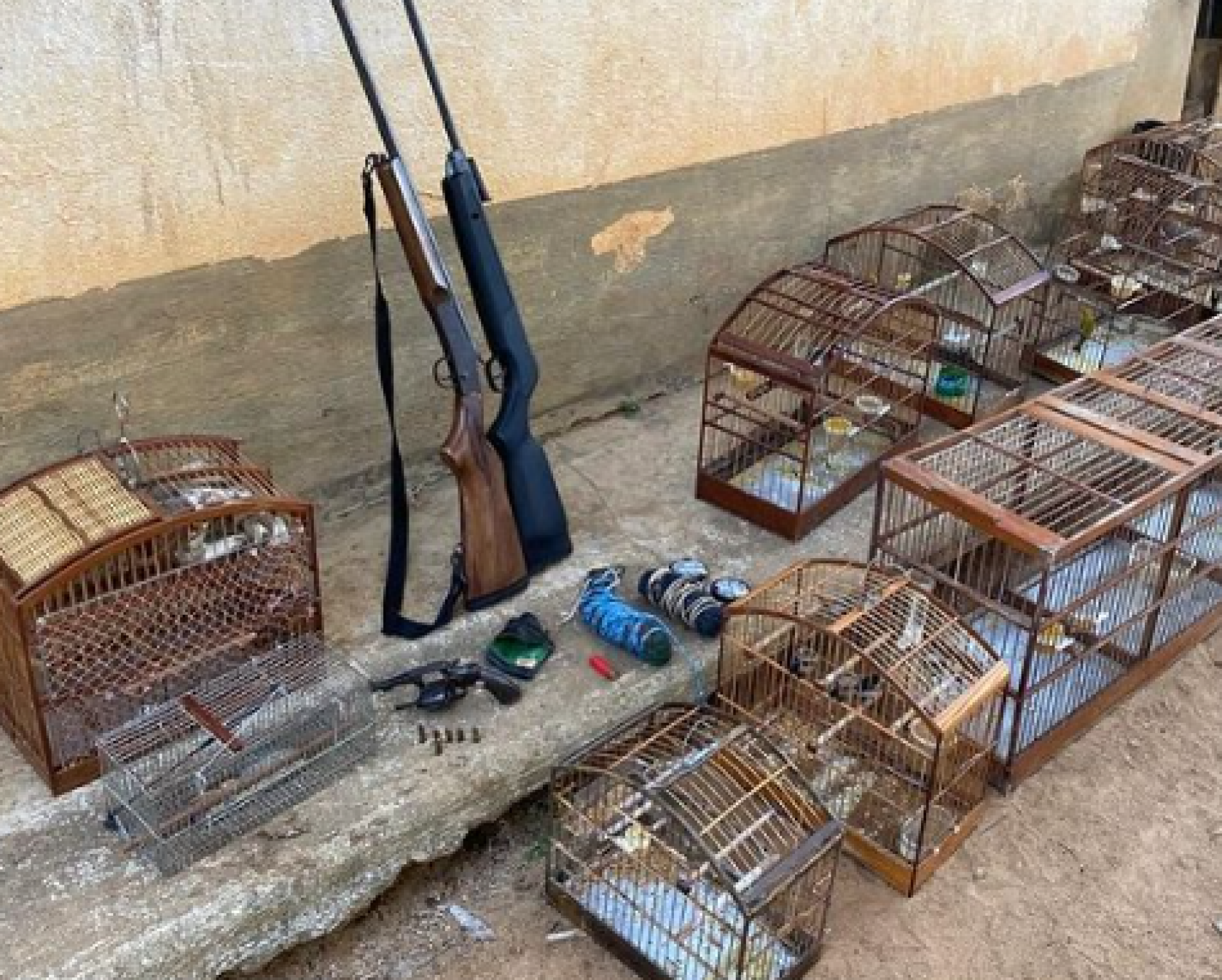 Mais de cem aves silvestres foram são resgatadas pela Polícia Ambiental em Saquarema - Divulgação/Prefeitura de Saquarema