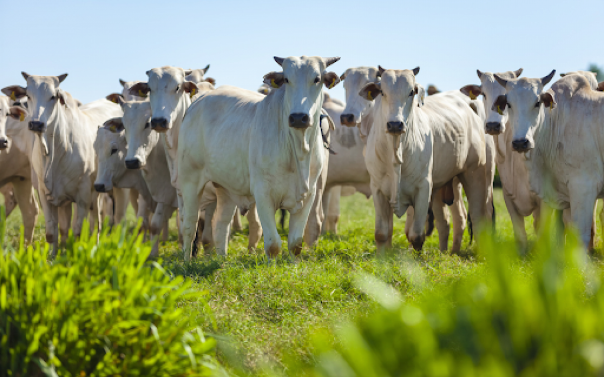 A partir de 2030, as emissões causadas pela flatulência do gado dinamarquese serão tributadas em R$ 239 - Reprodução