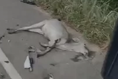 Cinco vacas morrem após serem atropeladas em rodovia do estado 