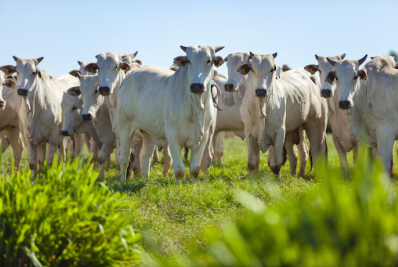 Dinamarca irá taxar arroto e peido do gado para conter efeito estufa