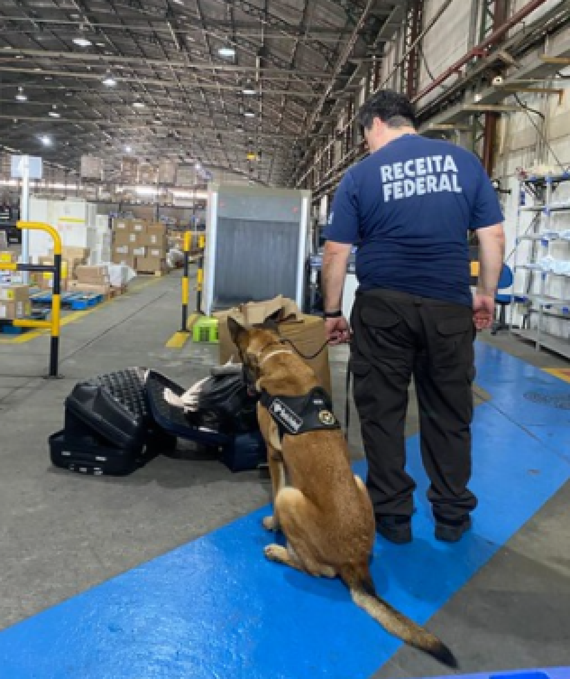 Cães farejadores participaram da ação
