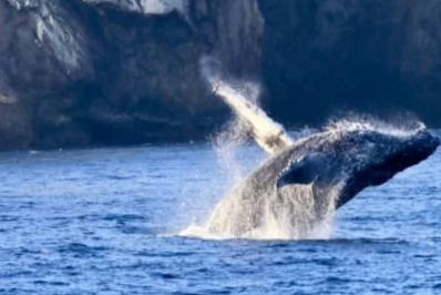 Projeto Baleia Jubarte afirma que Arraial é o local mais acessível no Brasil para avistar baleias