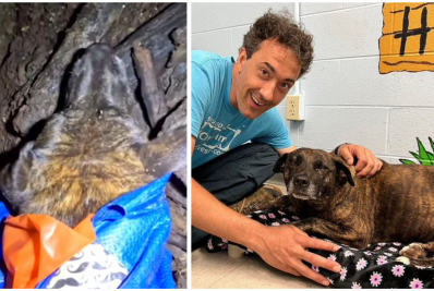 EUA: cadela é resgata em caverna por grupo de exploradores