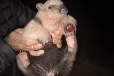Tamanduá-mirim é resgatado após ataques de cachorros em Cabo Frio