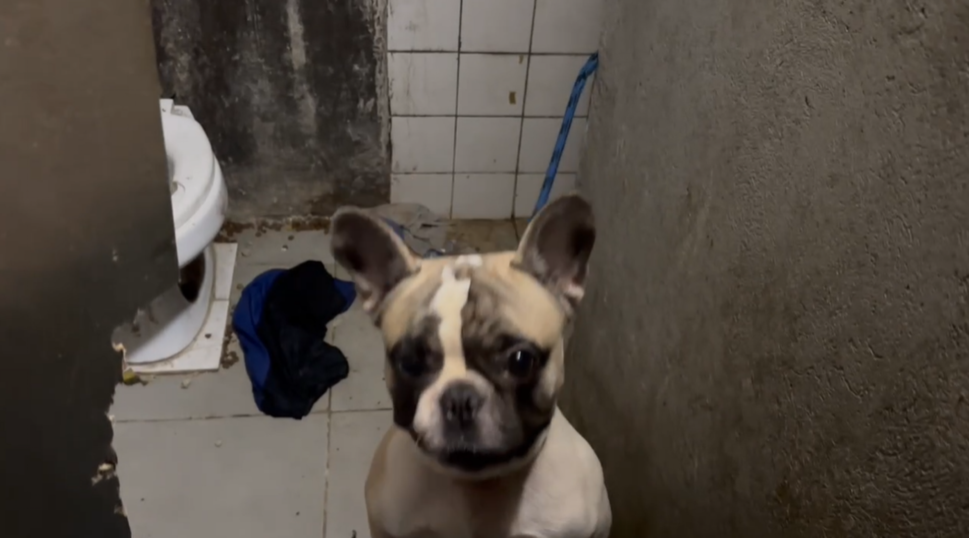 Cachorro foi resgatado pelos policiais e está em lar temporário - Divulgação / Polícia Civil