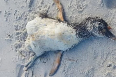Pinguins são encontrados mortos em Arraial do Cabo