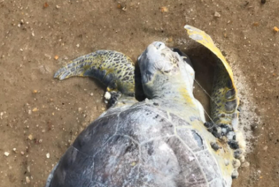 Tartaruga e pinguins são encontrados mortos nas orlas das praias de Saquarema